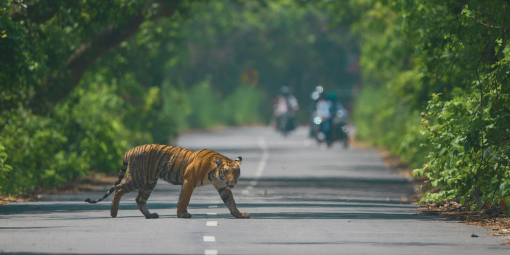 Walk in the Jungle, Not the Zoo